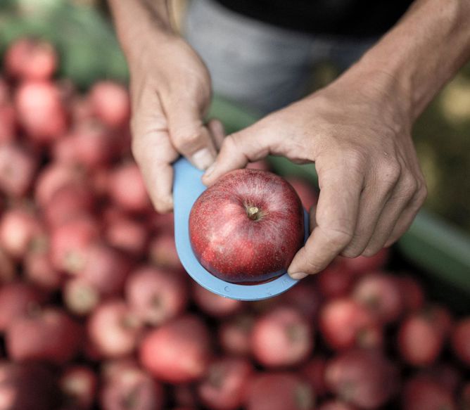 apple-in-hands