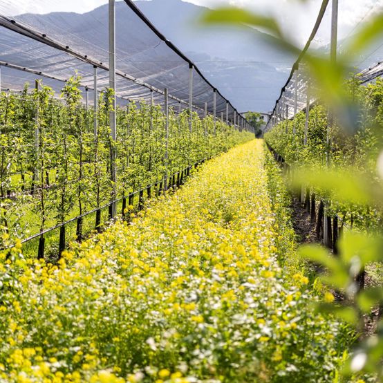 planet-l-arminhuber-hq-6135